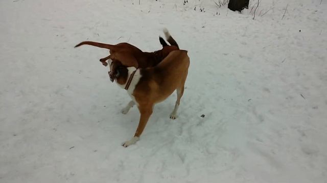 Выжла валяет здоровяка смотреть онлайн