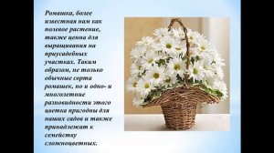 История ромашек. Видео