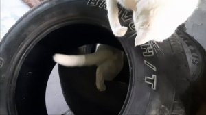 Глухих - Кошка Cat playing whell @Iamdeaf