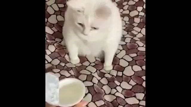 Белый кот не любит сметану смотреть онлайн