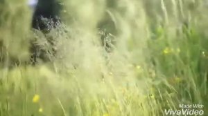 Трава-мурава... (И. Стрила) 😍