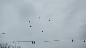 БОЙНЫЕ ГОЛУБИ "АРТЕМОНЫ" РОСТОВСКАЯ.ОБЛ С. САНДАТА 11.04.2021.