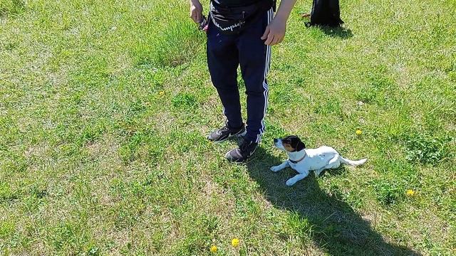 Дрессура собак. Город Реж Свердловской области. смотреть онлайн