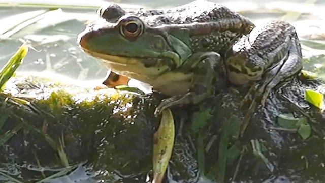 ЛЯГУШКИ.Видео Татьяны Крестьянсковой. смотреть онлайн