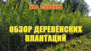 Ива Славная: Обзор деревенских плантаций (14.08.2024)