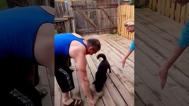 Сильная челюсть старой собаки смотреть онлайн