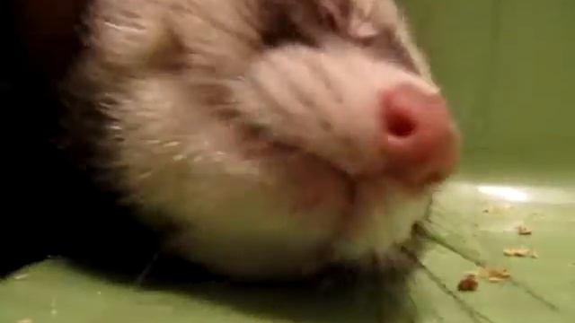 Хорек  Еле разбудил его смотреть онлайн