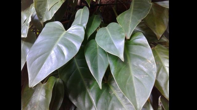 PHILODENDRON varieties