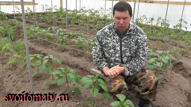 Важная подкормка перцев после высадки