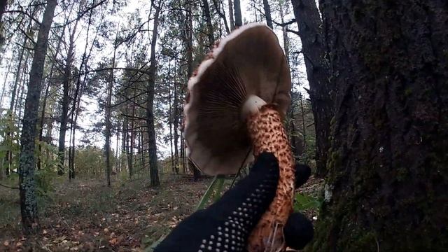 Рядовка лиловая (фиолетовая)/Гриб условно-съедобный. Рыжик сосновый. смотреть онлайн