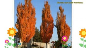 Клен красный Армстронг. Краткий обзор, описание характеристик acer rubrum Armstrong