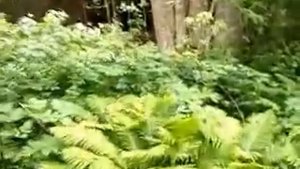 Долина папоротников