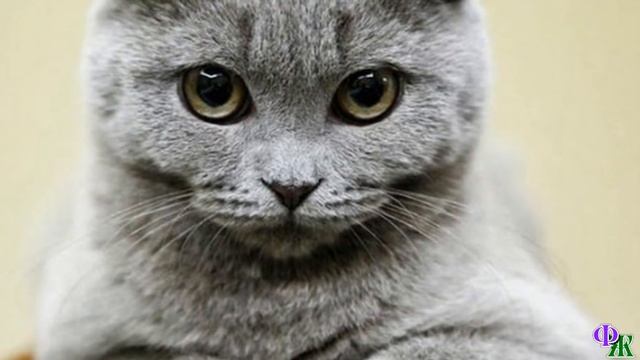 Красивый КОТ устало шел вдоль дороги, его лапы распухли – ХОЗЯЙКА сама БРОСИЛА его ради популярност смотреть онлайн