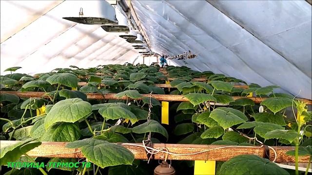 ВЕНТИЛЯЦИЯ В ТЕПЛИЦЕ смотреть онлайн