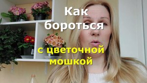 Как бороться с цветочной мошкой (грибным комариком)