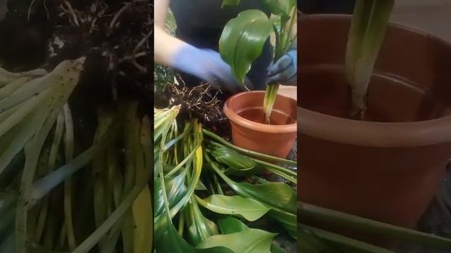 Эухарис (лилия) пересадка смотреть онлайн