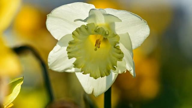 С 1 Марта! С Днем Кота! ? смотреть онлайн