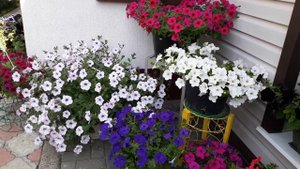 Петунии с названиями сортов