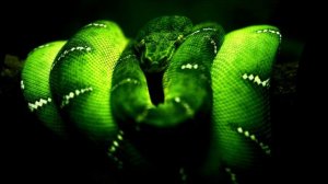 Trust in me - Susheela Raman