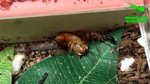 Основная колония муравьев Harpegnathos saltator (Салтаторы)