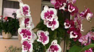 Любовь гармония и много красоты !!!🌺🍀🌺