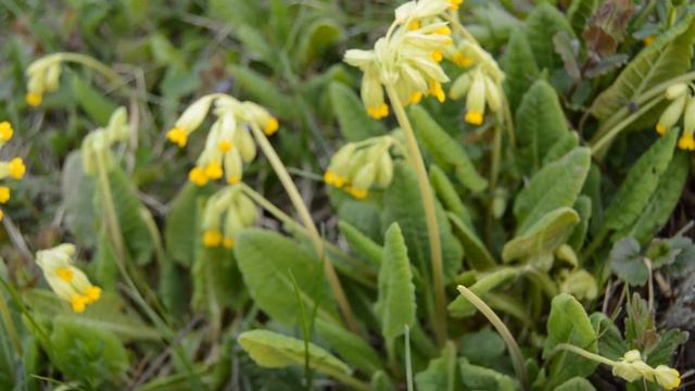 Сбор первоцвета. Май 2017 г смотреть онлайн
