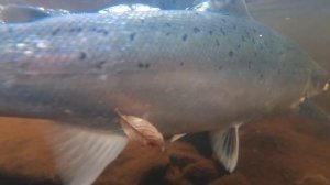Releasing fish. Река Поной. Поймал -отпусти. Рыбалка на нахлыст.