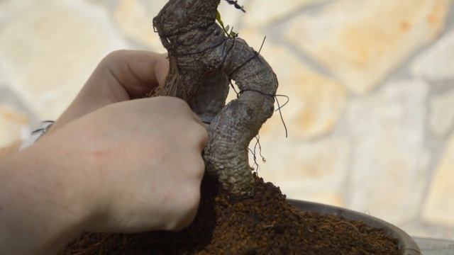 Бонсай из фикуса с Буддой: полное оголение статуи Будды и формирование корневой системы у бонсай