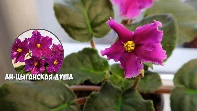 Моя домашняя коллекция сеянцев фиалок / Красивые фиалки