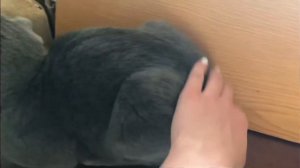 КРОЛИК КОШКА И СОБАКА!