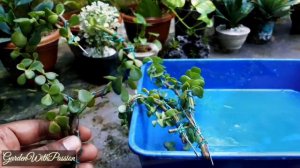 Easy Training with Propagation of Jade (Elephant bush) | Garden with passion