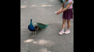 ИДЕМ ВМЕСТЕ В ЗООПАРК! ОГРОМНАЯ УЛИТКА! ПАВЛИН РАСПУШИЛ ХВОСТ!