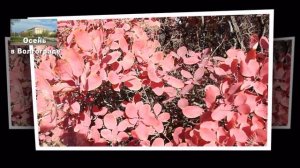 Осень. Очень красивые фото