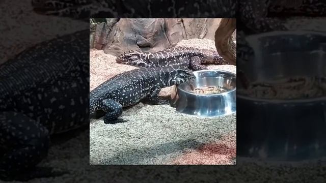 А Вы знаете, что... Тегу? всеядны они питаются как растениями?, так и животными. смотреть онлайн