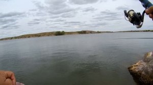 Крупная сорога, язь с глубины на поплавочную удочку. ИРИКЛА.