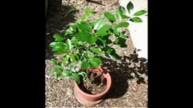 Calamondin or Citrofortunella mitis and Benefits смотреть онлайн