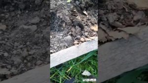 Борьба с медведкой. Метаризин, эксперимент с препаратом. Борьба с медведкой отравленным горохом.