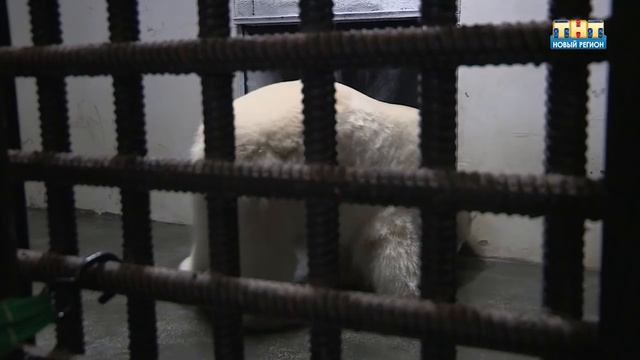 Новый белый медведь в ижевском зоопарке смотреть онлайн