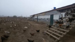 Птицеферма Новая Мака  (Дагестан) Россия