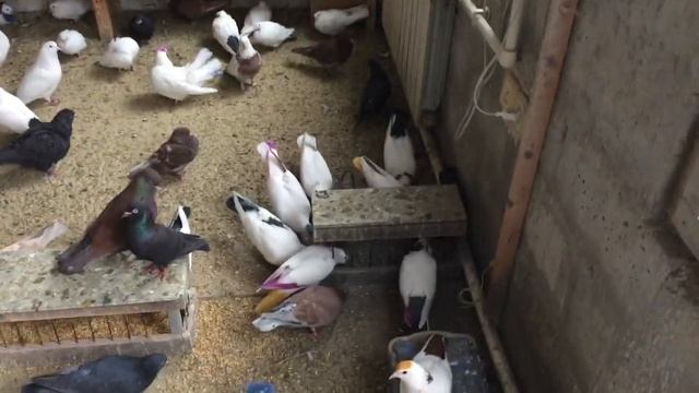 #Pigeons.Про корм и минеральное для голубей. смотреть онлайн