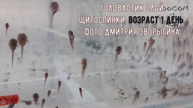 ШОК! ЛЯГУШКИ-ЗОМБИ!!! Выводим баджит из зимовки. смотреть онлайн