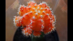 Самые красивые экзотические растения.Видео 2