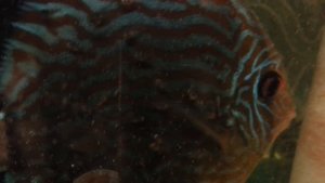 Дискусы. Symphysodon, как выкормить малька дискуса. Первое кормление дискусов. HOW TO: Keep Discus
