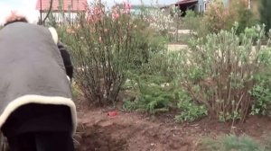 Как Правильно Сажать Крыжовник И Йошту .
