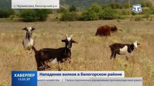 Нападение волков в Белогорском районе
