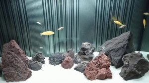 Собираю цихлидник. Мбуна.