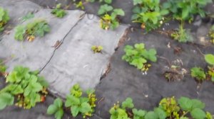 Выращивание клубники Урожайность клубники в первый год