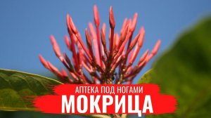 МОКРИЦА / О правилах сбора / нюансах заготовки и приготовлении полезных настоев / Аптека под ногами