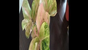 Распаковка растений.