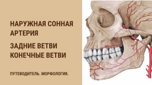 Наружная сонная артерия. Задние ветви.  Конечные ветви